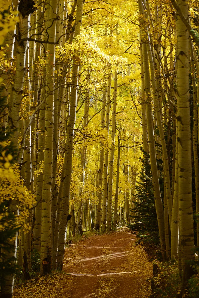 Autumn Aspen Trees. 