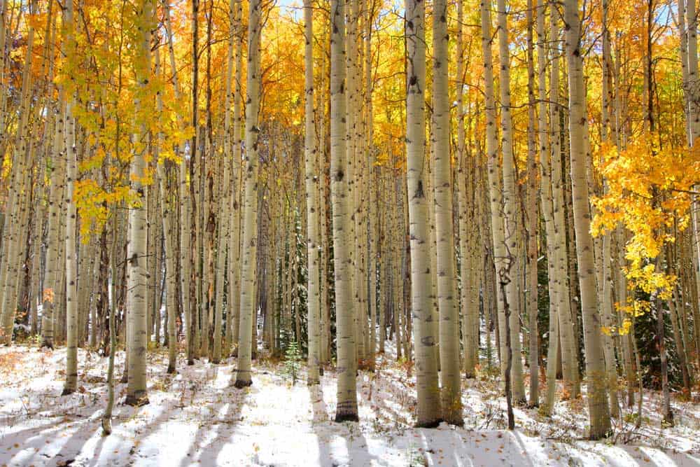 Aspen trees are among the best wood for whittling. 