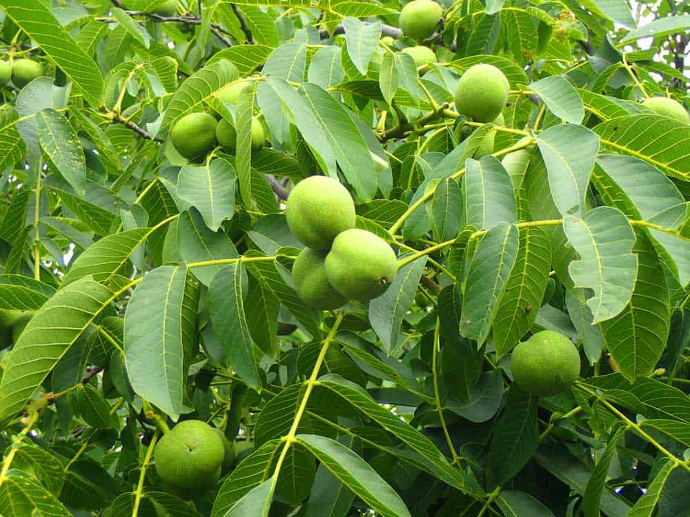 A Walnut tree with fruits. 