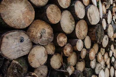 Hardwood vs Softwood firewood