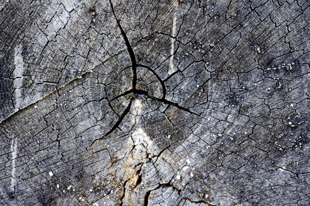 What Does Seasoned Firewood Look Like: Cracks on Wood