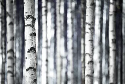 Birch is a Hardwoods Tree. 