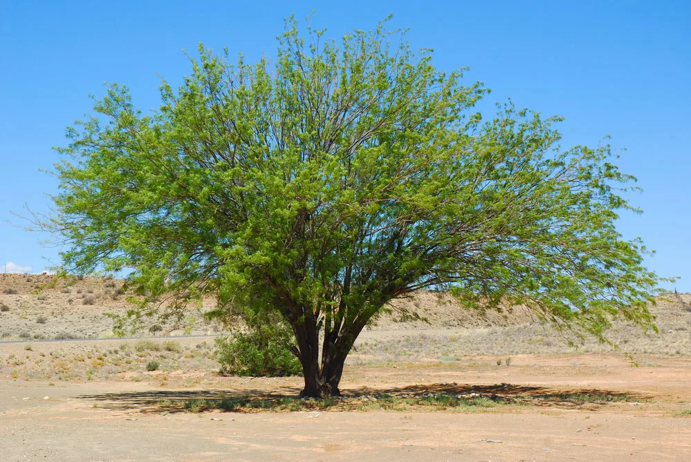 A screwbean Mesquite Tree
