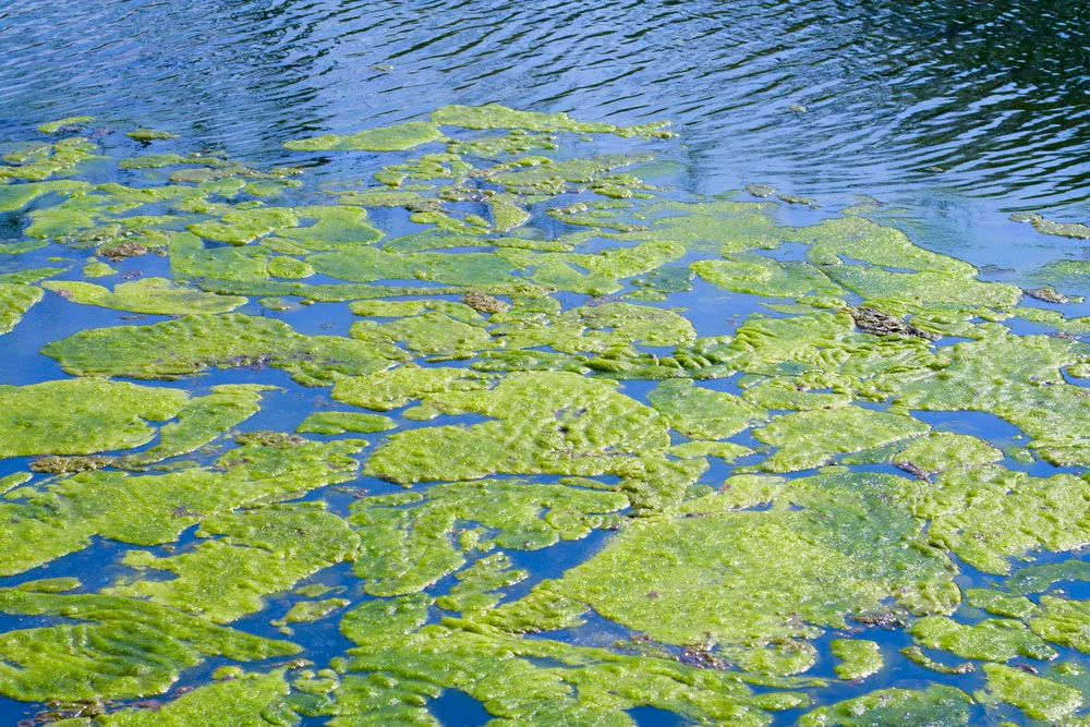 Pond Algae. 