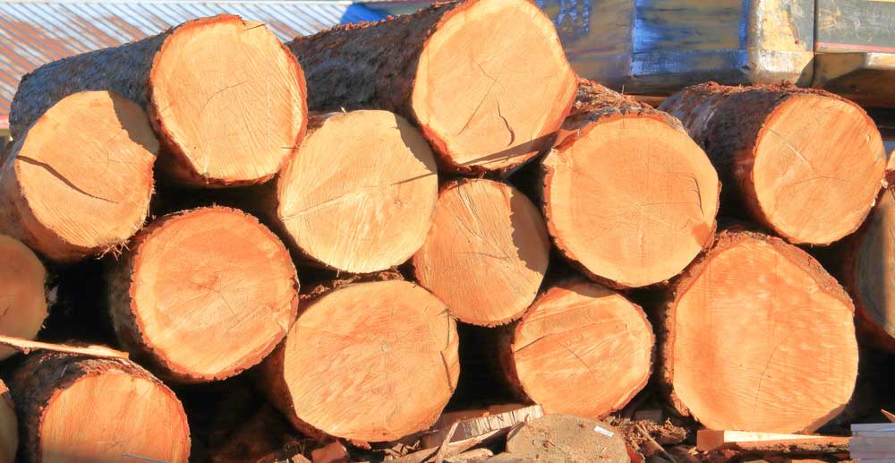 Logs of cedarwood