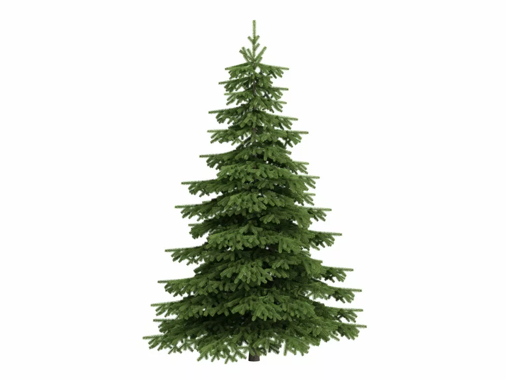A spruce tree. 