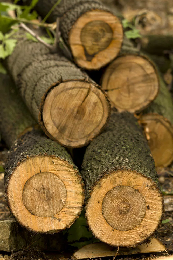 Maple Logs.