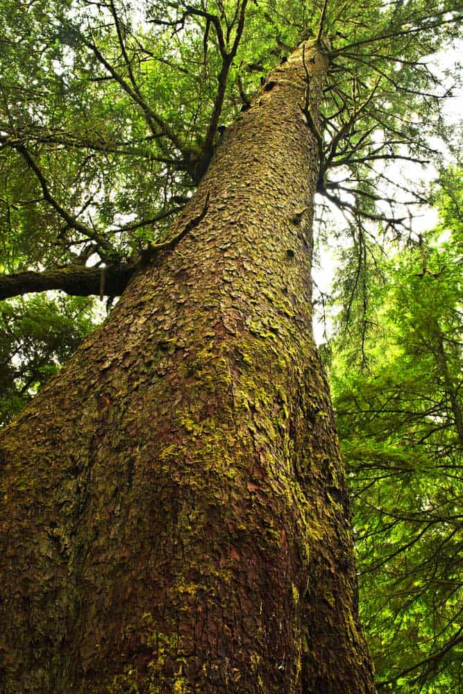 Hemlock tree trunk