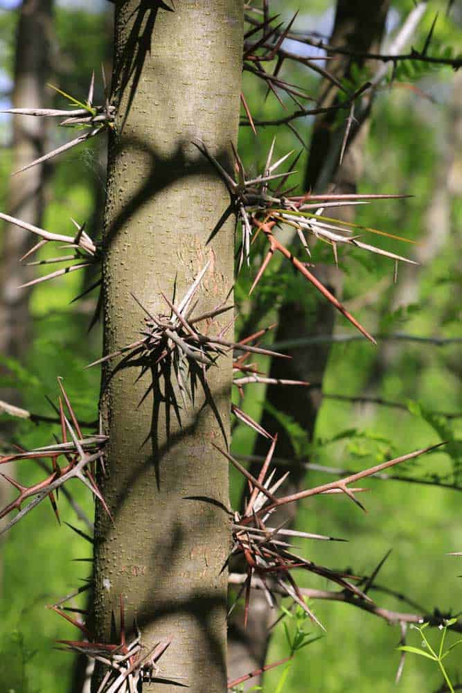 Big and dangerous thorns of honey locust wood