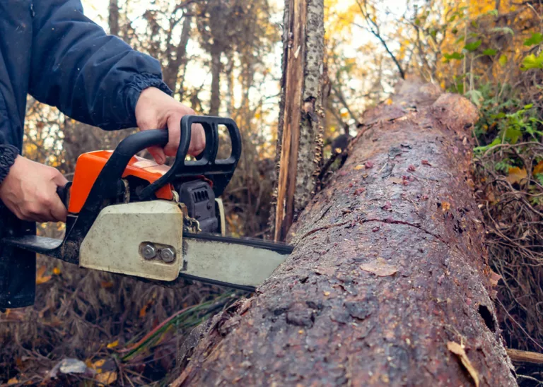 A man working on a thick log with a chainsaw in the forest
