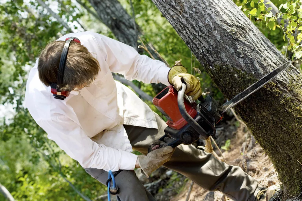 Man sawing down a tree with a chainsaw 